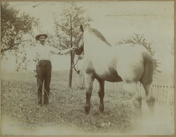 Possibly a draft horse or heavy horse bred usually for heavy work.