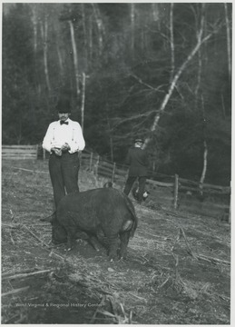 An unidentified man stands inside a pig pen with a very large pig sniffing by his feet.
