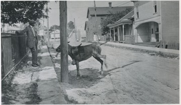 A man rests on the sidewalk while a donkey crosses the street. 