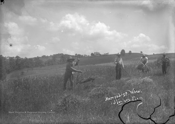 An unidentified man is cutting wheat with a cradle.