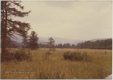 A field surrounded by pine trees. Mountains are seen in the distance. 