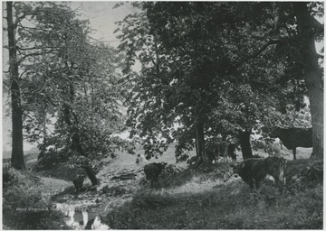 Shaded by the trees, cows graze near a small stream. 