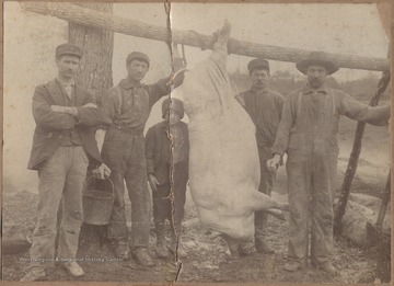 The hog pictured weight 550 lbs. The butchers were L. A. Meadows, John Shumate, Henry Miller, and Alfred Ballard. The young boy is Hobart Shumate. 