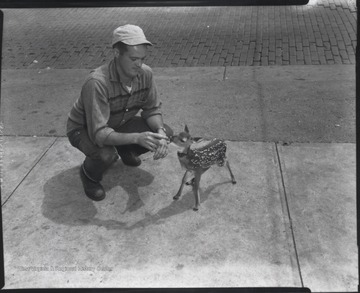 Howard Fox reaches to touch the baby deer's nose. 
