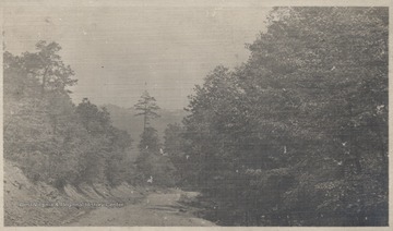 An unidentified road is lined by large trees on either side.