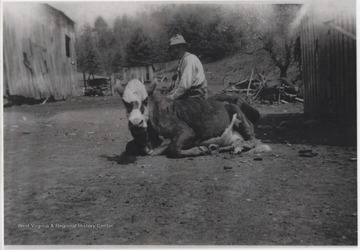 Shumate pictured tending to one of his cattle.