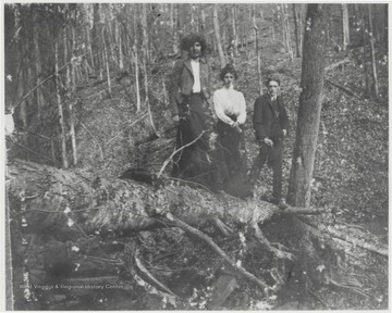 The three are pictured balancing on top of a fallen tree. 