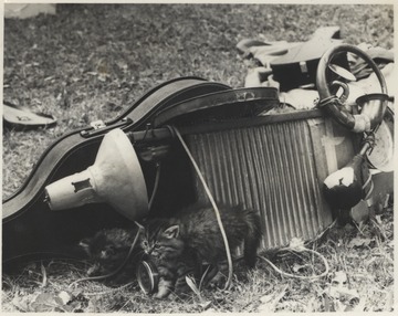 Two kittens roam around instruments and instrument cases. This photograph comes from a series of photos from Appalachian Folk Music Festivals, including the Ivydale and John Henry festivals. 