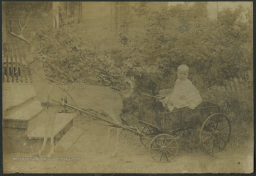 An unidentified baby is pictured sitting in a "Studebaker" wagon that is attached to a deer in front of a house.The inscription on the back of the image reads, "Milton Kinchen Hawthorn of Dallas, Texas."