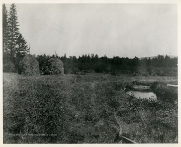 This image is part of the Thompson Family of Canaan Valley Collection. The Thompson family played a large role in the timber industry of Tucker County during the 1800s, and later prospered in the region as farmers, business owners, and prominent members of the Canaan Valley community."Making hay on Canaan Valley Glades close to town."