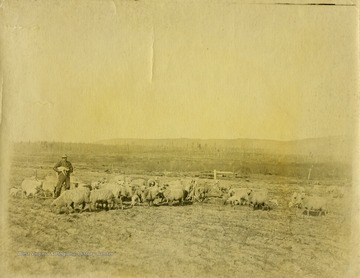 This image is part of the Thompson Family of Canaan Valley Collection. The Thompson family played a large role in the timber industry of Tucker County during the 1800s, and later prospered in the region as farmers, business owners, and prominent members of the Canaan Valley community.A farmer is seen here standing among his flock of sheep.