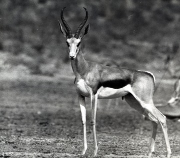 Close-up image of a gazelle, South Africa 