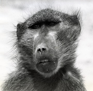 Close-up image of a monkey (head), South Africa.