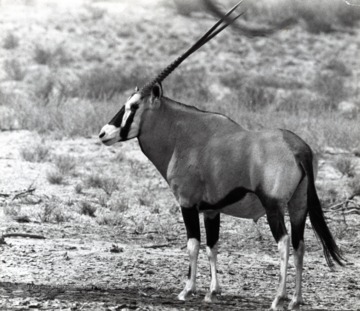Close-up, side-view image of an oryx, South Africa 