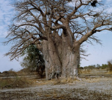 Image of a large baobab tree located at Gootsa Pan, Africa.