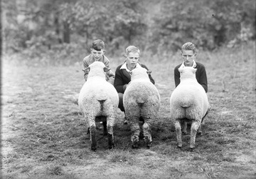 Three unidentified boys look over the prize winning sheep.