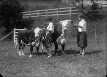 Two unidentified females attend to the livestock at the fair. 