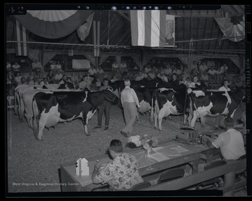 A group of dairy cows are gathered in front of spectators. 