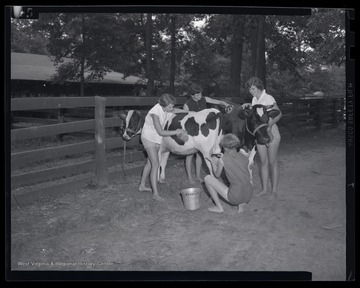 Five unidentified women wash and brush the dairy cattle before the exhibition. 