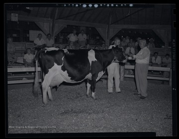 A man stands beside the prize holstein cow. 