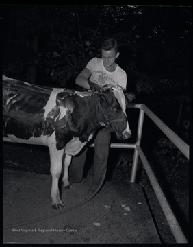 An unidentified boy cleans off a cow.