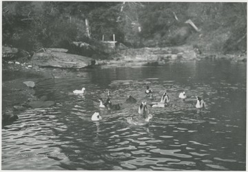Group of ducks on the Guyandotte River in Wyoming County, W. Va.
