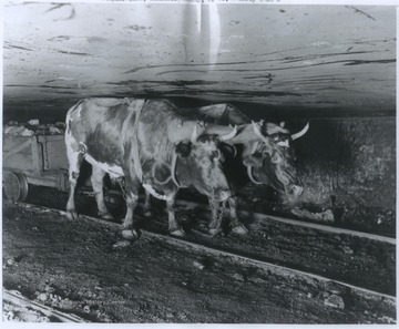 Two oxen are hooked to a cart carrying coal inside of a mine.