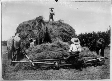 A man stands on top of a giant heap of hay, while another lifts hay onto the heap. A third man sits at behind the mower, holding the reigns of the horses that are pulling the large mowing machine across the field. 