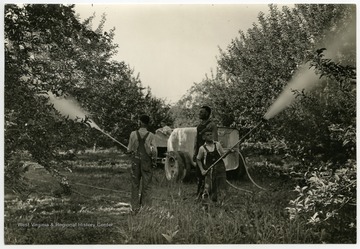 Members of the MacDonald family of Berkeley County, W. Va.  The MacDonald family likely acted as a model family for Extension Service advertisements.  Here, two of the sons water or spray trees with pesticide while their father looks on.