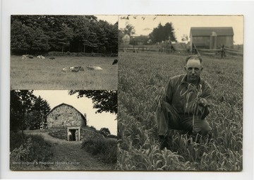 Top left: pasture; bottom left: farmhouse; right: farmer holding some of his crop.