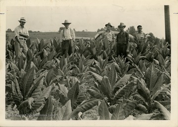 Several tobacco farmers displaying the success of root-rot resistant tobacco plants. Men are standing in front of root-rot resistance variety plants, with smaller, recently transplanted tobacco plants in foreground. 