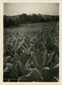 A field of Kentucky 41A tobacco in Mason County, W. Va. This tobacco was primed and permitted to stand in the field until thoroughly ripe even in extreme dry weather.