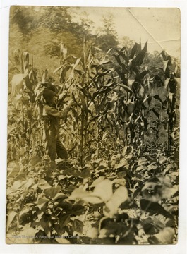 "Raymond Taylor, a Corn Club boy of Clay County selecting seed corn. He is here removing the tassels from poor stalk."