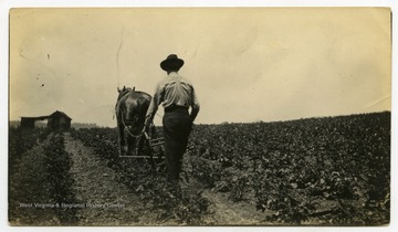 W. A. Lawson using horse-drawn plow.