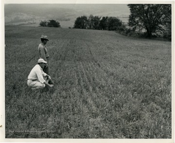 Two men survey the field of Sweet Clover cover crop.
